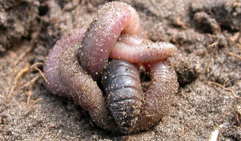 Opgerolde regenworm in zand