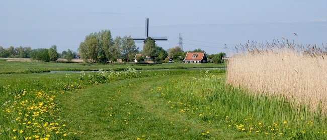 Weidevogelbeheer polder