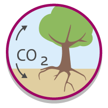 Pictogram van koolstofvastlegging. Boom met hierbij aangegeven met pijlen "CO2"naar de bladeren van de boom en naar de bodem