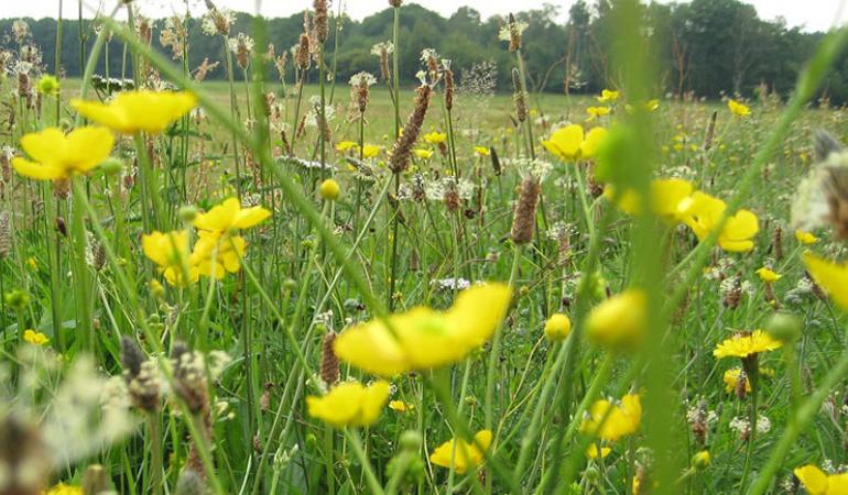 Foto weidebloemen