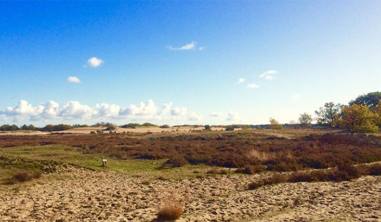 Foto Dutch Dying Desert