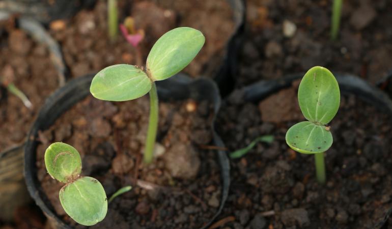 Ontkiemende plantjes in bodem