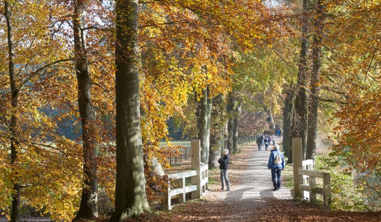 Wandelaars in bos in herfst