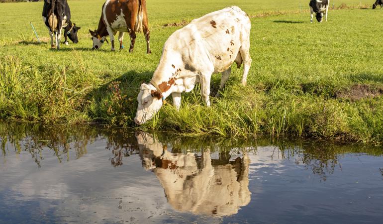 Koe drinkt uit sloot