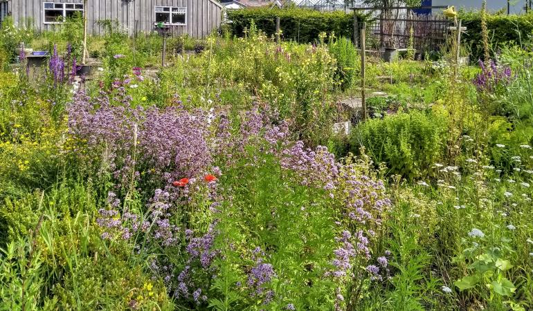 De biodiversiteit vergroten? Plant inheemse planten in je tuin! | Atlas  Natuurlijk Kapitaal